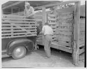Livestock auction